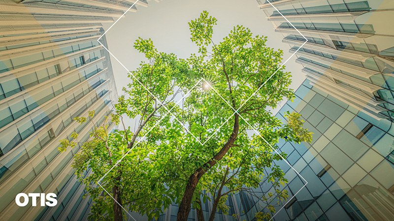 A tree growing in the middle of a building complex